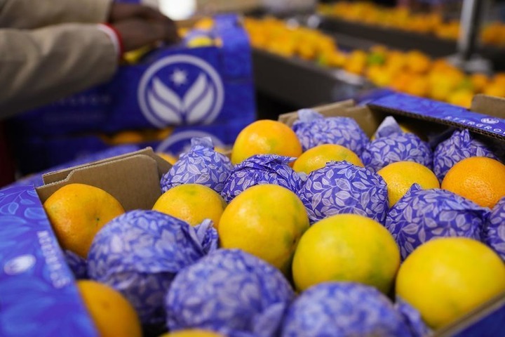 A worker packs citrus at a factory in Brits, North West Province, South Africa, April 28, 2026. (Xinhua/Chen Wei)