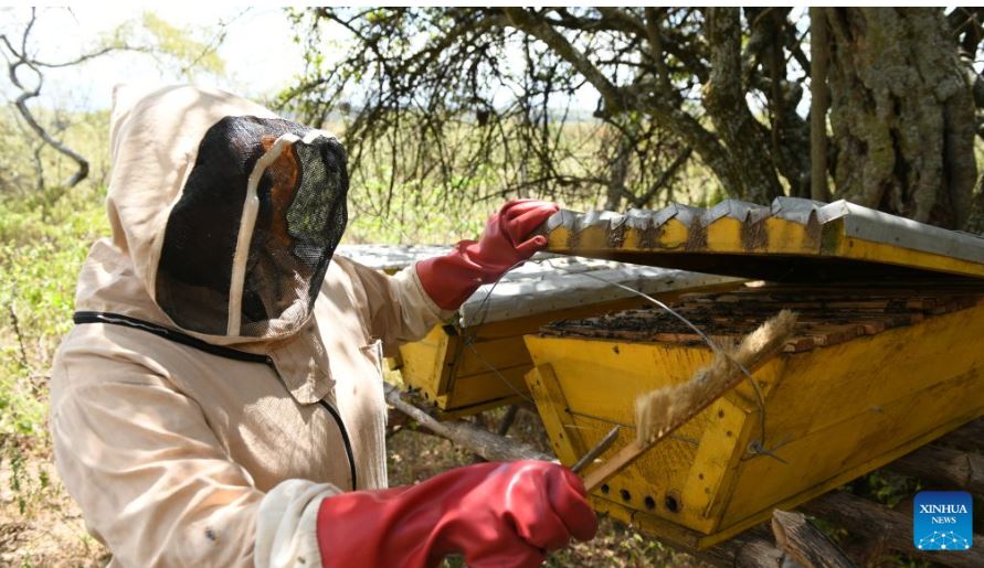 Chinese beekeeping expertise opens new opportunities for Kenyan women