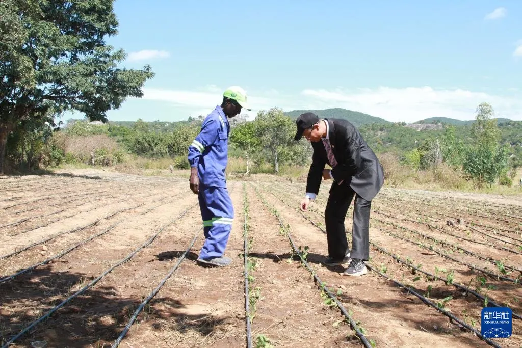China-Zimbabwe agricultural cooperation revitalizes rural village
