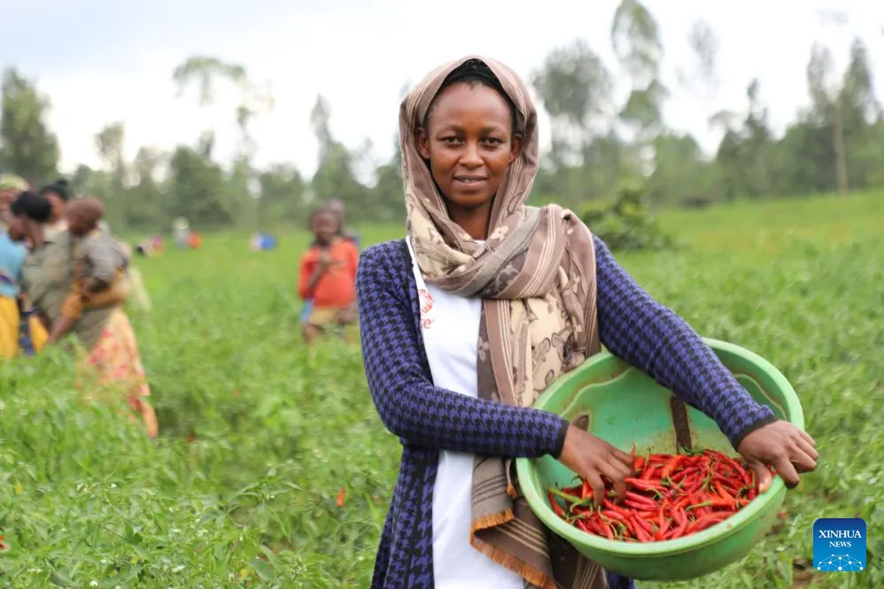 China's zero-tariff policy transforms Rwanda's chili farmers' lives