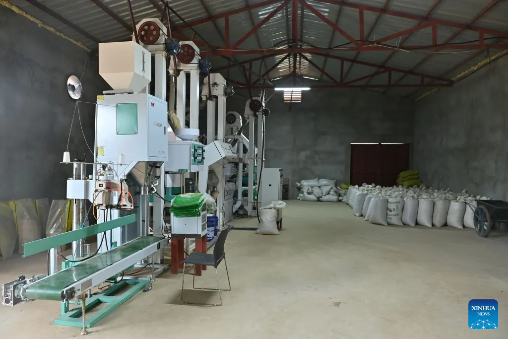 Chinese hybrid rice brings new hope for bountiful harvests to Guinean farmers