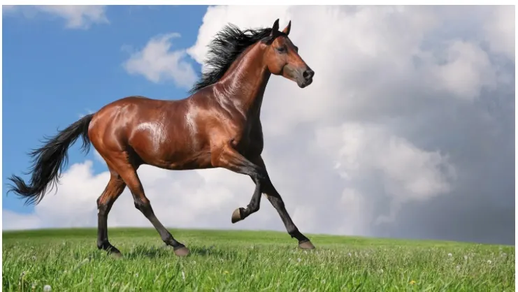 Chinese Year of the Horse (2026): Meaning, Development, and Governance