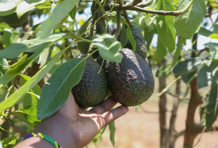 Hope, friendship, and beyond -- Tanzanian "green gold" to debut at China's import expo