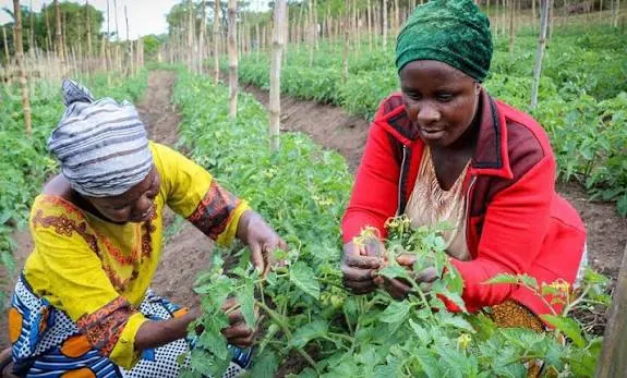 Namibia launches project to enhance food security amid rising climate risks