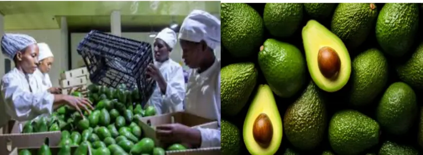 New export protocol gives Rwandan avocados access to Chinese market
