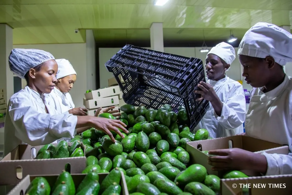 Rwanda may soon export avocados to China
