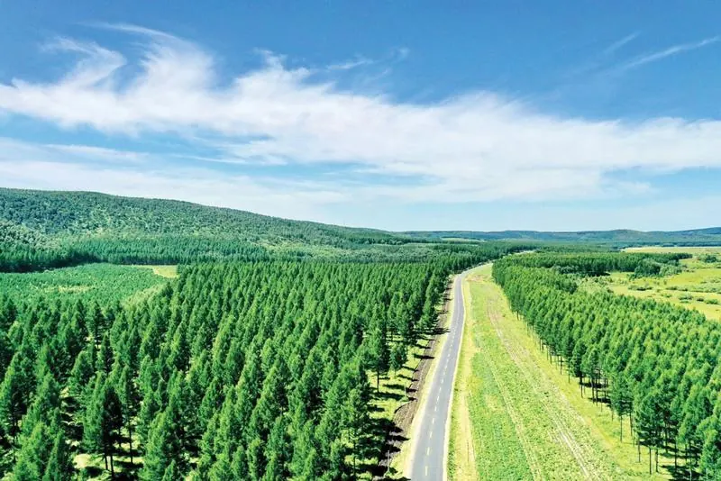 The Straight Trees of China: A Story of Environmental Protection and Large-Scale Afforestation