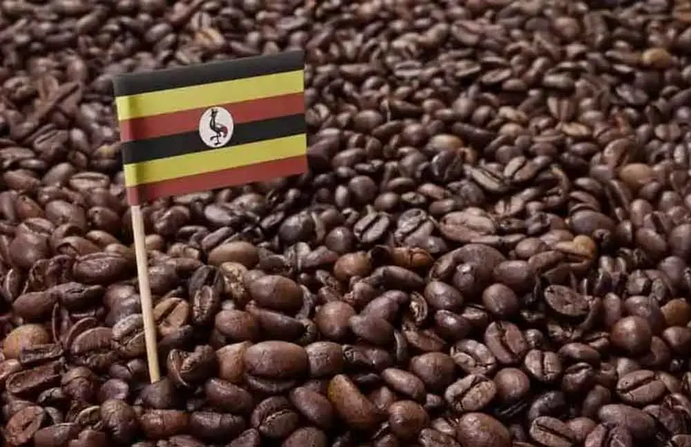 Uganda seeks to capitalize on China's zero-tariff treatment to boost value-added exports