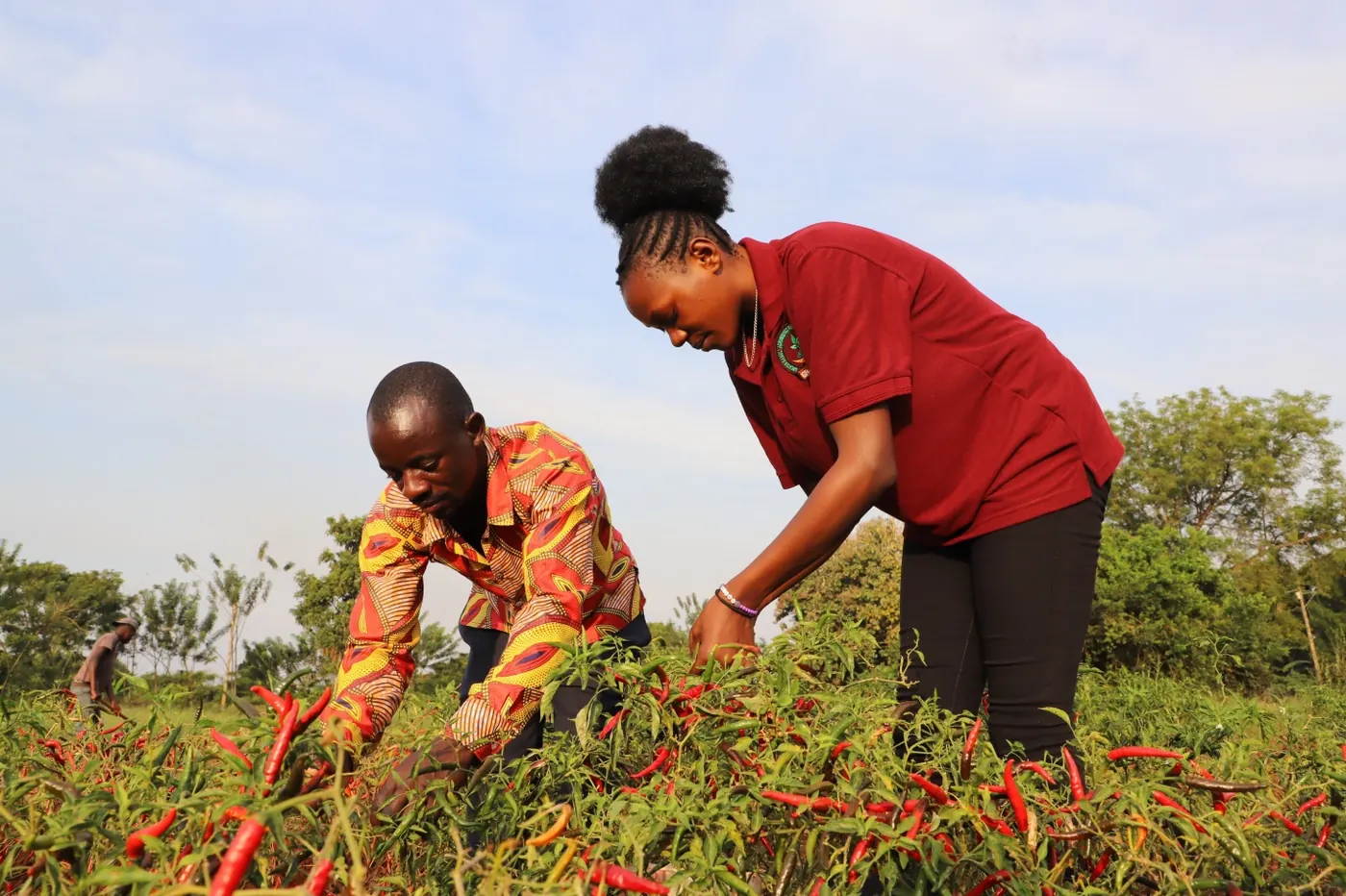 Uganda's dried chili peppers make first export to China