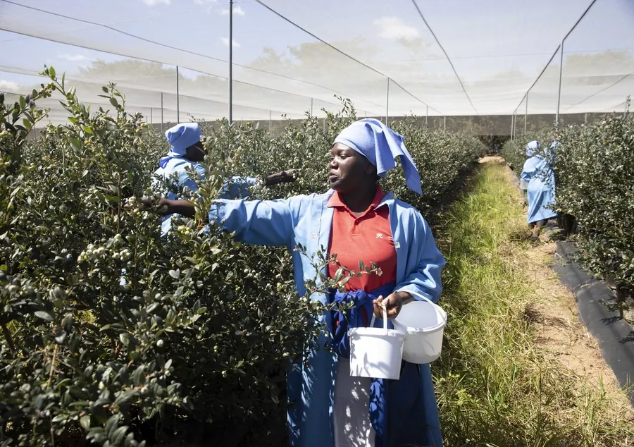 Zimbabwean blueberry farmers set sights on China's lucrative market